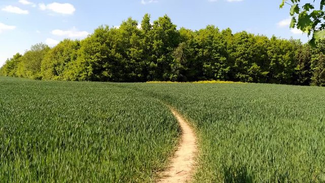 Foorpath in green wheat field in spring surrounded by trees motion at the edge of Prague