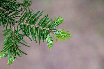 Close up of a branch of a Greek fir (Abies cephalonica)