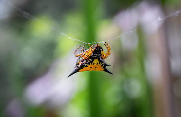 Yellow spider hanging on the web