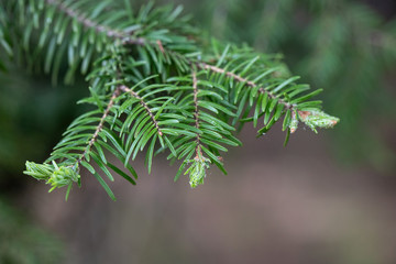 Close up of a branch of a Greek fir (Abies cephalonica)