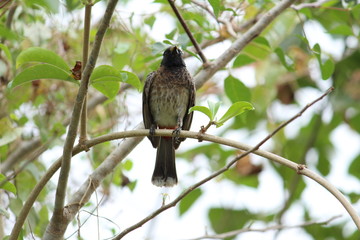 
one Red Vented Bulbul bird or one bird sitting on the tree or tree branch on the morning with white background