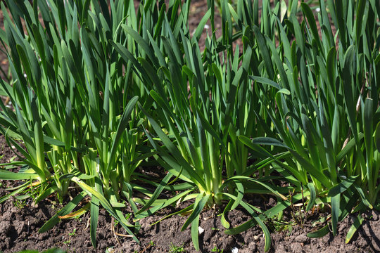 Hybrid variety of Allium nutans. This is a young green onion Allium nutans growing in a garden bed. Growing vegetables for a healthy diet. Onions sprout in early spring in the garden. Close up.