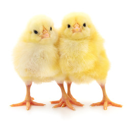 Two yellow chickens.