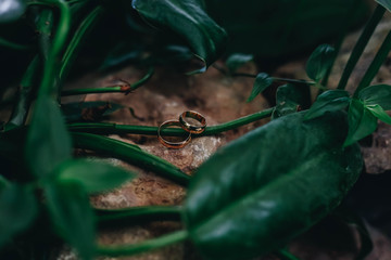 Gold wedding rings on a stone surrounded by flowers