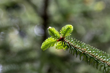 Abies Pinsapo branches in a nice garden