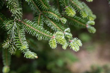 Abies Pinsapo branches in a nice garden
