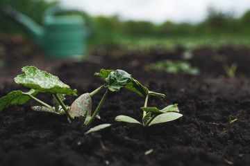 green watering can on the field with green seedlings and wheat