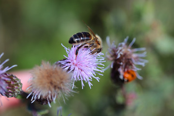 bee on a flower, the bee pollinates, collects pollen and nectar from a blooming flower