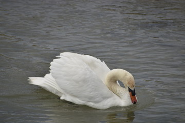 cygne