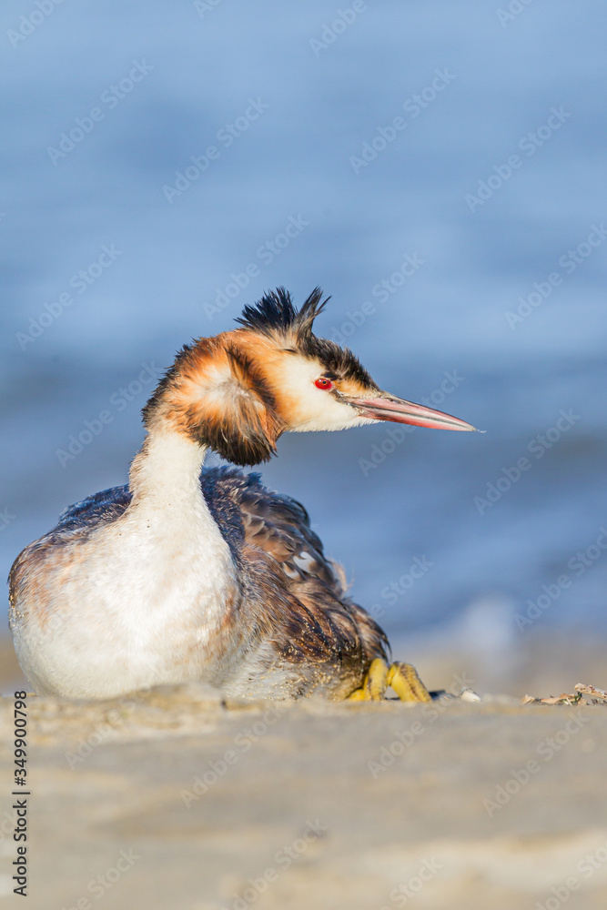 Wall mural Great crested grebe resting on the seashore