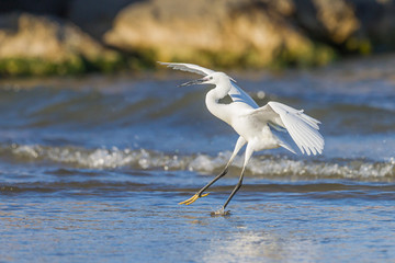 Little egret walking on the seashore