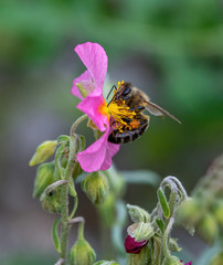 Close-up detail of a honey bee apis collecting pollen from flower in garden