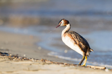 Great crested grebe walking on the seashore