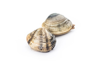 Venus calms on white background