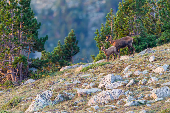 Isards - mother and young
