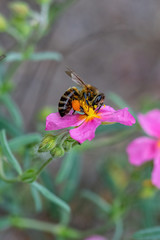 Close-up detail of a honey bee apis collecting pollen from flower in garden