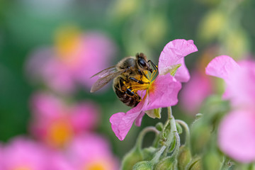 Close-up detail of a honey bee apis collecting pollen from flower in garden