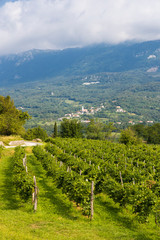 Vipava valley in Gorice region, Slovenia