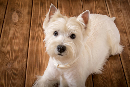 The West highland white Terrier is lying on the floor.