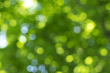 Obraz premium blurred view into tree leaves with small sunbeams