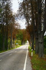 Obraz premium road in autumn