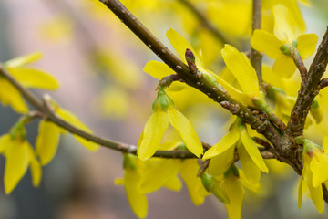 macro of a yellow Forsythia blossom