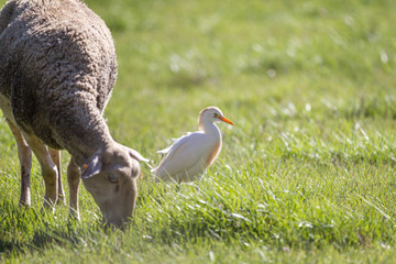 Western Cattle Egret feeding near a sheep