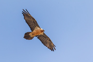 Bearded vulture flying over a pyrenean mountain ridge