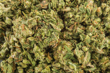 Close up of buds medical marijuana on white background