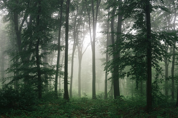 sunlight in green forest, natural woods landscape