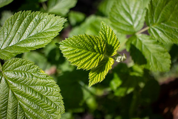 Natural background Raspberry leaves in spring. Young sprout of raspberries. Raspberry bushes in the garden.