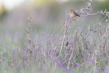 Corn Bunting standing on a bush