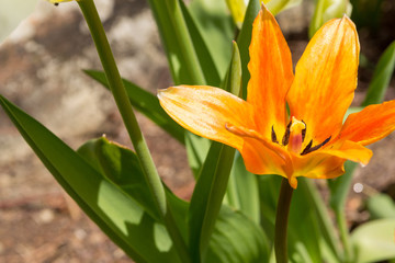 macro of an orange tulip blossom with copy space