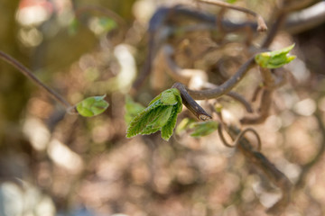 Macro of a hazel bud