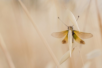 Owlfly standing on a grass in  south of France