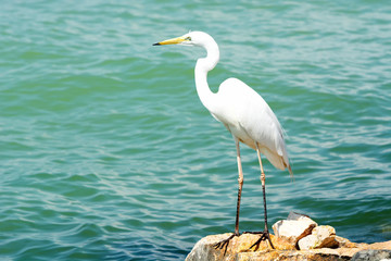 Great egret at Lake Balaton, Hungary - 349902114