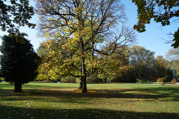 Naklejka premium trees in the park