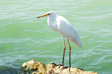 Great egret at Lake Balaton, Hungary - 349902156