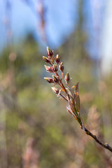 Macro of a juneberry bud