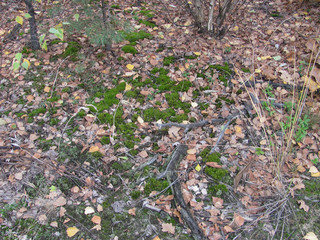 forest floor: green moss and dry leaves