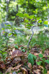Boletus mushroom growing  near a youn beech tree ina a pyrenean forest