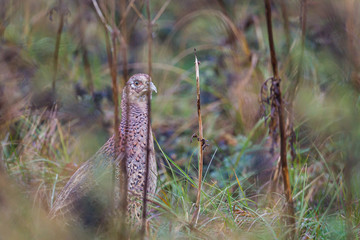Female Common Pheasant hiding behind a bush