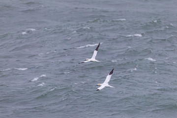 Couple of Northern gannets flying over the mediterraean sea