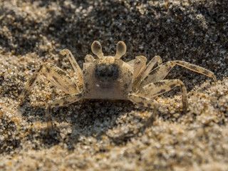 Macro Picture of Crab in Vietnam, Asia