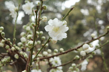 white cherry blossom in spring