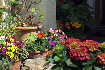 Fototapeta na wymiar Colorful variety of potted flowers on a terrace in spring / summer