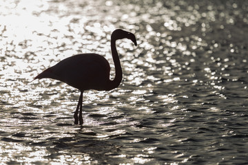 Silhouette of a greater flamingo