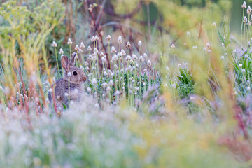 Fototapeta premium Wild rabbit resting among the grass