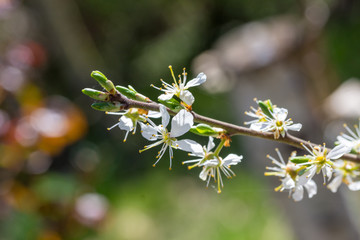A blackthorn branch with blossoms