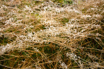 nature in winter foto